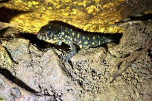 La Fortuna Costa Rica: Nattvandring