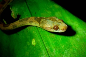 La Fortuna Costa Rica: Nattvandring