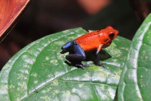 La Fortuna Costa Rica: Nattvandring