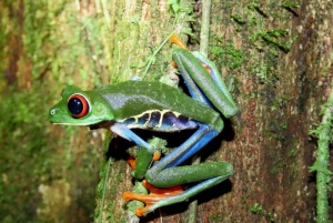 La Fortuna Costa Rica: Nattvandring