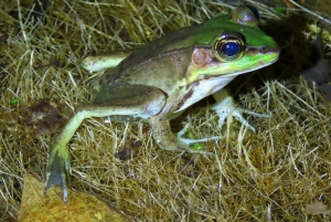 La Fortuna Costa Rica: Nattvandring