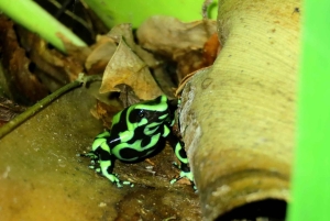 La Fortuna Costa Rica: Nattvandring