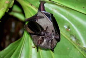 La Fortuna Costa Rica: Nattvandring