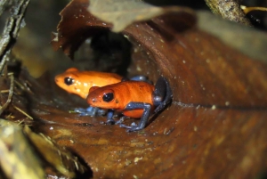 La Fortuna Costa Rica: Nattvandring