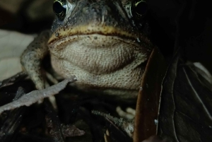 La Fortuna Costa Rica: Nattvandring