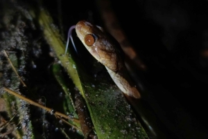 La Fortuna Costa Rica: Nattvandring