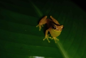 La Fortuna Costa Rica: Nattvandring