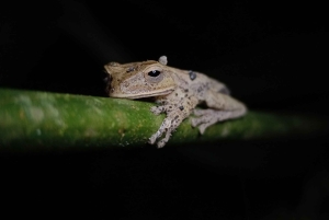 La Fortuna Costa Rica: Nattvandring