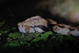 La Fortuna Costa Rica: Nattvandring