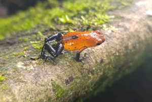 La Fortuna Costa Rica: Nattvandring