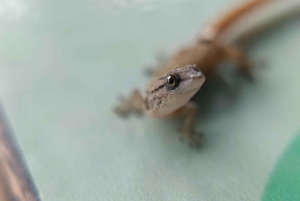 La Fortuna Costa Rica: Nattvandring