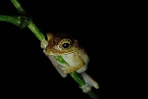 La Fortuna Costa Rica: Nattvandring