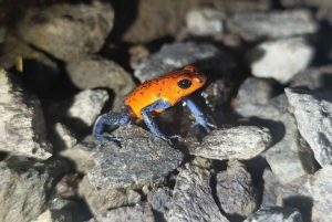 La Fortuna Costa Rica: Nattvandring