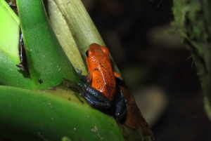 La Fortuna Costa Rica: Nattvandring