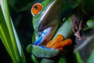 La Fortuna Costa Rica: Nattvandring