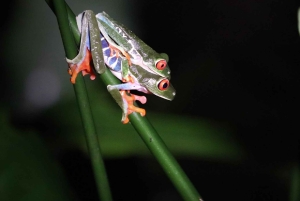 La Fortuna Costa Rica: Nattvandring