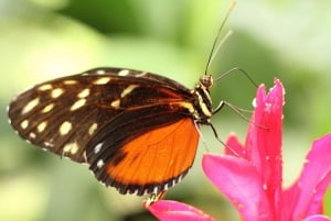 La Fortuna: Danaus Ecological Park and Butterfly Garden Tour