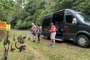 Shared Shuttle: La Fortuna de Arenal to San Jose