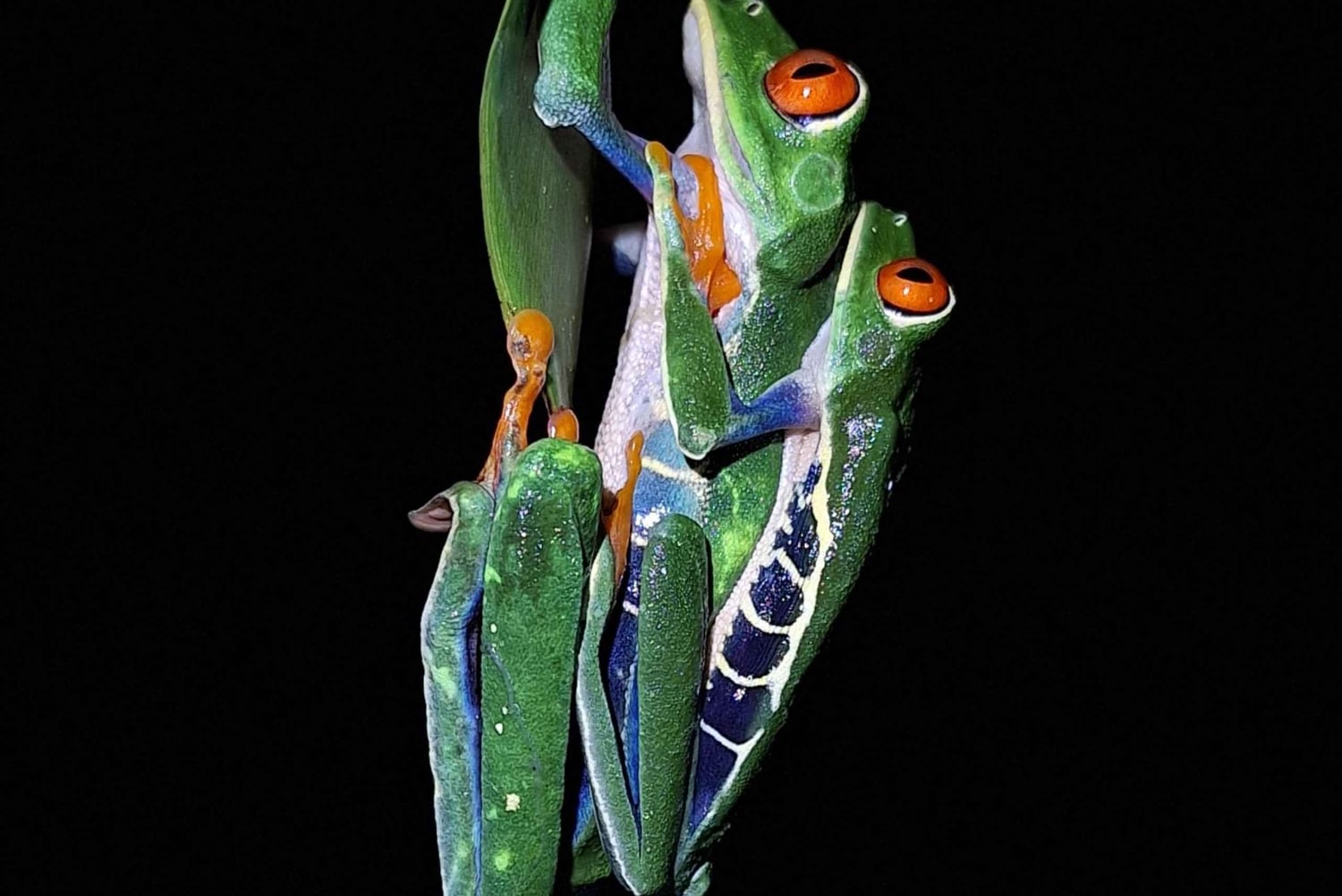 La Fortuna: Expedição Noturna pela Floresta Tropical Ecocentro Danaus
