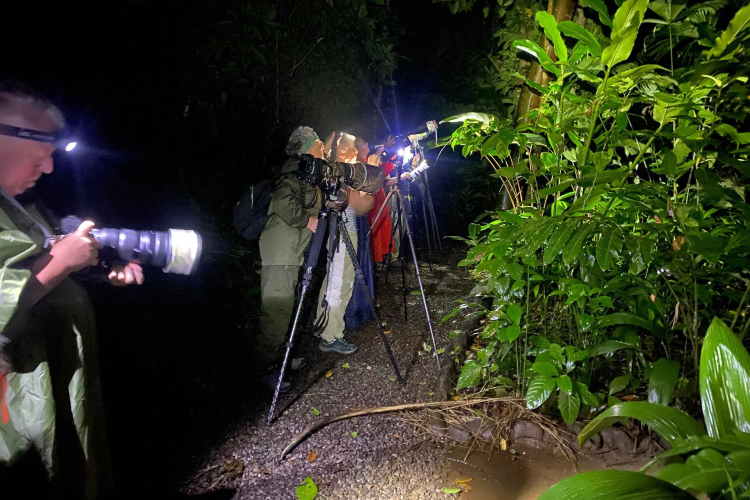 La Fortuna: Expedição Noturna pela Floresta Tropical Ecocentro Danaus