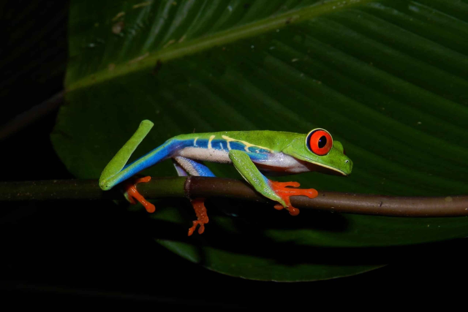La Fortuna: Expedição Noturna pela Floresta Tropical Ecocentro Danaus
