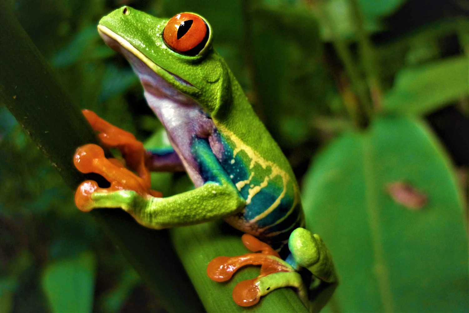 La Fortuna: Expedição Noturna pela Floresta Tropical Ecocentro Danaus
