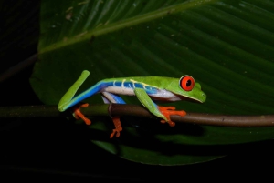 La Fortuna: Expedição Noturna pela Floresta Tropical Ecocentro Danaus