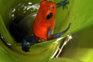La Fortuna: Expedição Noturna pela Floresta Tropical Ecocentro Danaus