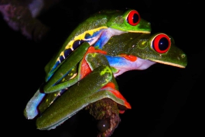 La Fortuna: Expedição Noturna pela Floresta Tropical Ecocentro Danaus