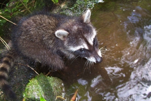 La Fortuna: Expedição Noturna pela Floresta Tropical Ecocentro Danaus