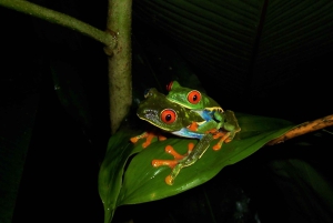 La Fortuna: Expedição Noturna pela Floresta Tropical Ecocentro Danaus