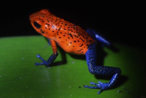 La Fortuna: Expedição Noturna pela Floresta Tropical Ecocentro Danaus