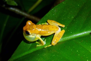 La Fortuna: Expedição Noturna pela Floresta Tropical Ecocentro Danaus