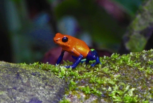La Fortuna: Expedição Noturna pela Floresta Tropical Ecocentro Danaus