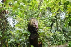 La Fortuna: Expedição Noturna pela Floresta Tropical Ecocentro Danaus