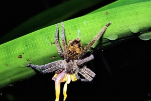 La Fortuna: Expedição Noturna pela Floresta Tropical Ecocentro Danaus