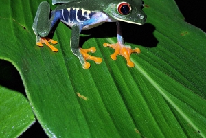 La Fortuna: Expedição Noturna pela Floresta Tropical Ecocentro Danaus
