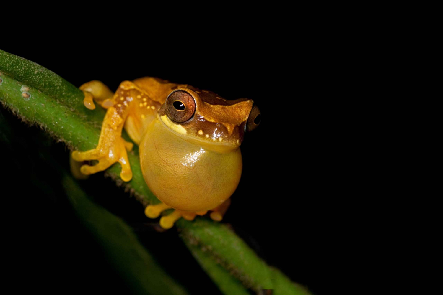 La Fortuna: Evening Frog Safari