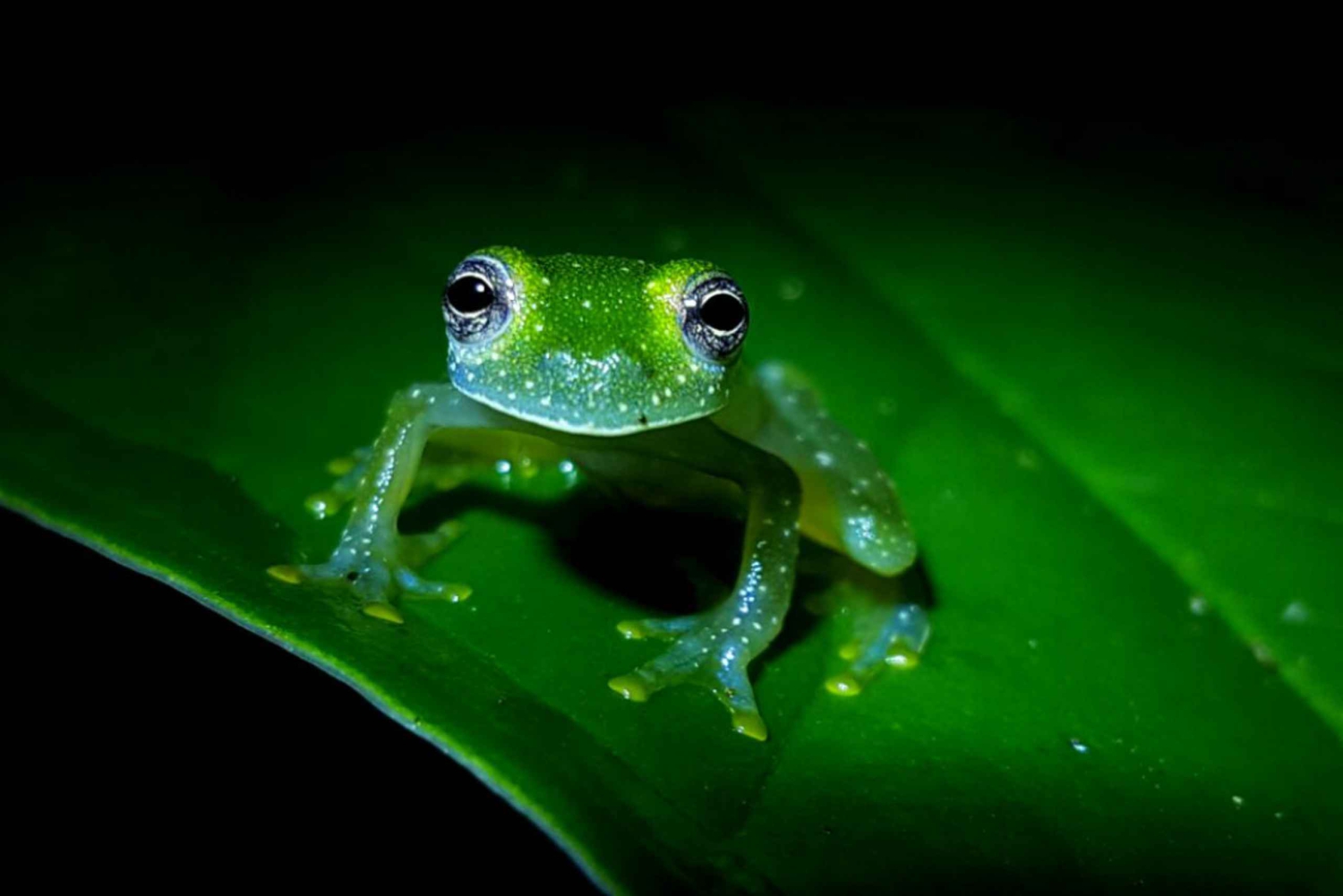 La Fortuna: Grodsafari på kvällen