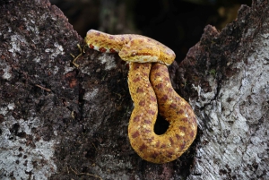 La Fortuna: Grodsafari på kvällen