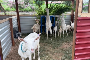 La Fortuna: Farmer for a Day Experience