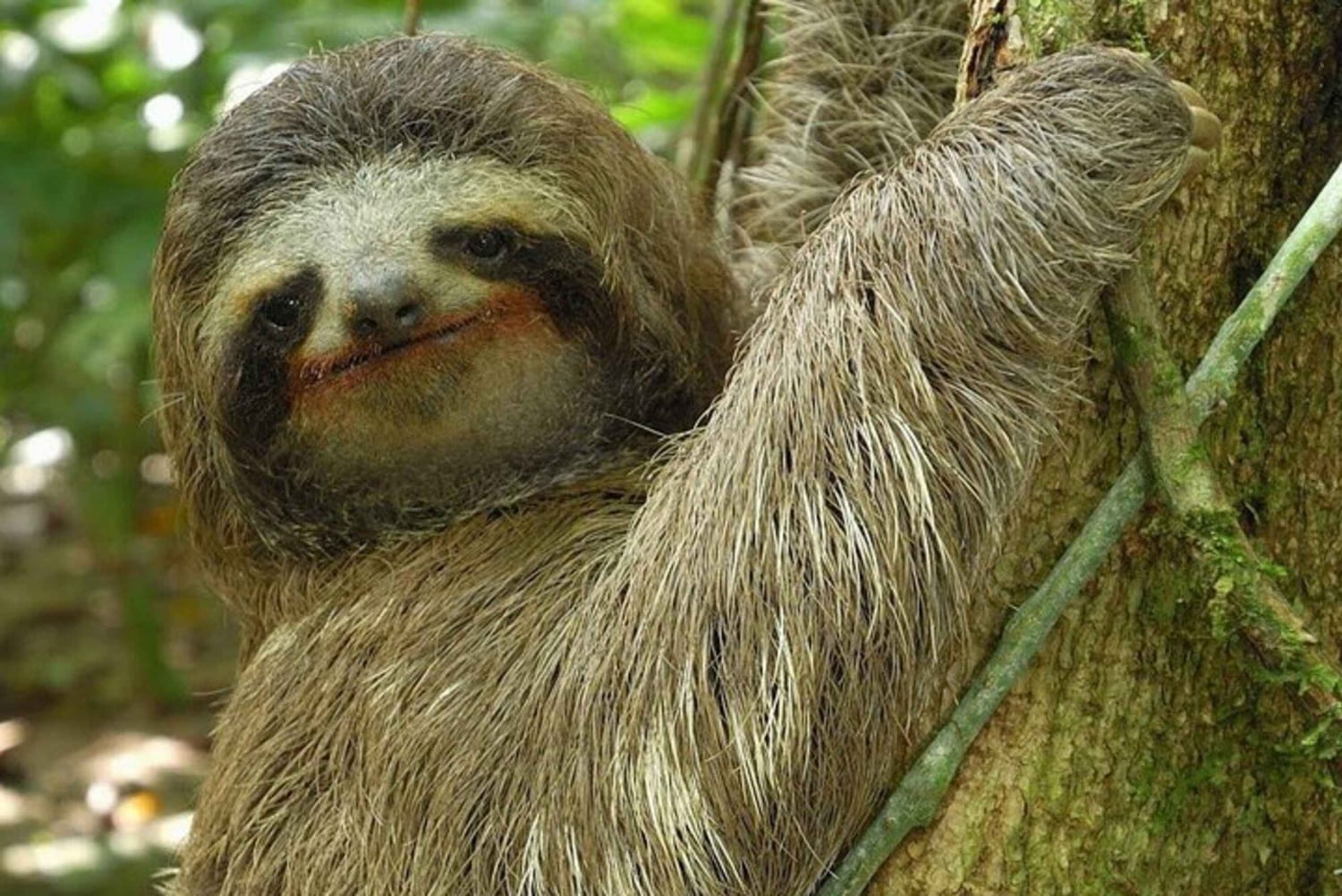 La Fortuna heldagstur til Arenal kombination vandfald, vulkan og mere