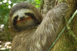 La Fortuna heldagstur til Arenal kombination vandfald, vulkan og mere