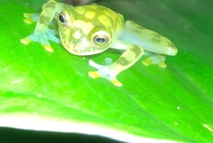 La Fortuna: Tour mit garantierter Beobachtung von Rotaugenlaubfröschen und Amphibien