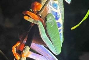 La Fortuna: Tour mit garantierter Beobachtung von Rotaugenlaubfröschen und Amphibien