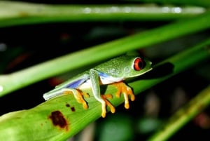 La Fortuna: Tour mit garantierter Beobachtung von Rotaugenlaubfröschen und Amphibien