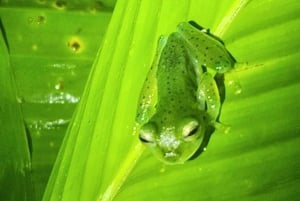 La Fortuna: Tour mit garantierter Beobachtung von Rotaugenlaubfröschen und Amphibien