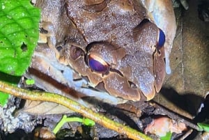 La Fortuna: Tour mit garantierter Beobachtung von Rotaugenlaubfröschen und Amphibien