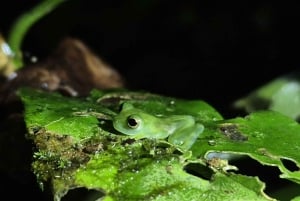 La Fortuna: Tour mit garantierter Beobachtung von Rotaugenlaubfröschen und Amphibien