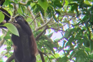 La Fortuna: Garanti for at se dovendyr